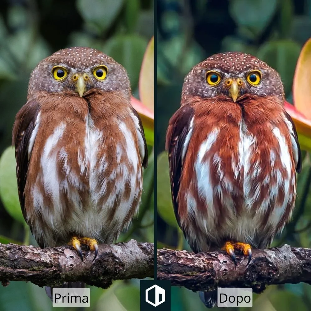 Preset fauna selvatica