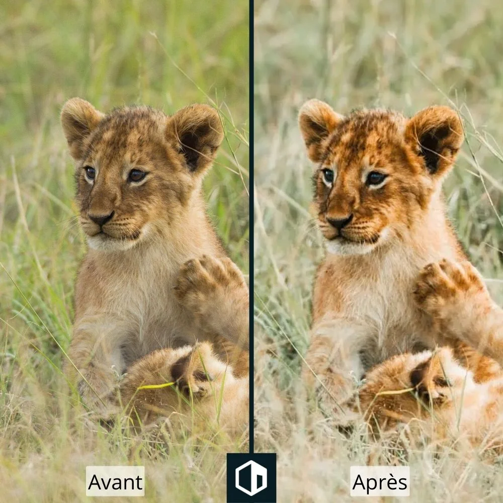 Retouche d’un preset de photographie animalière